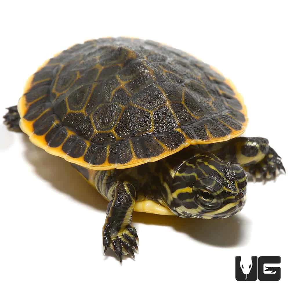 Baby Florida Chicken Turtle