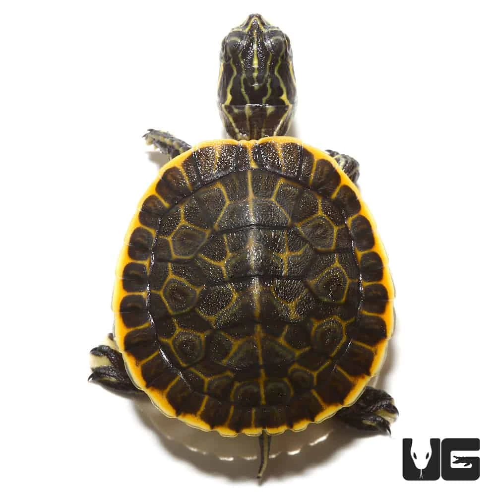 Baby Florida Chicken Turtle - Image 2