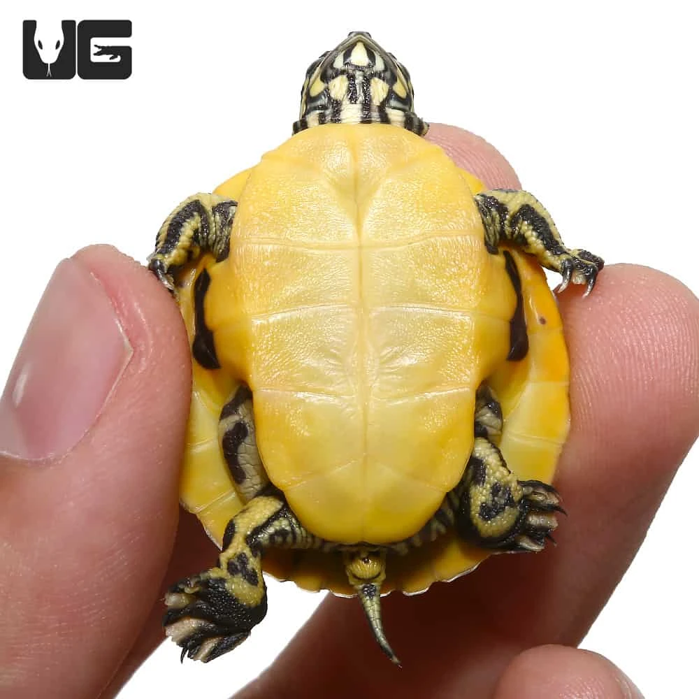 Baby Florida Chicken Turtle - Image 3