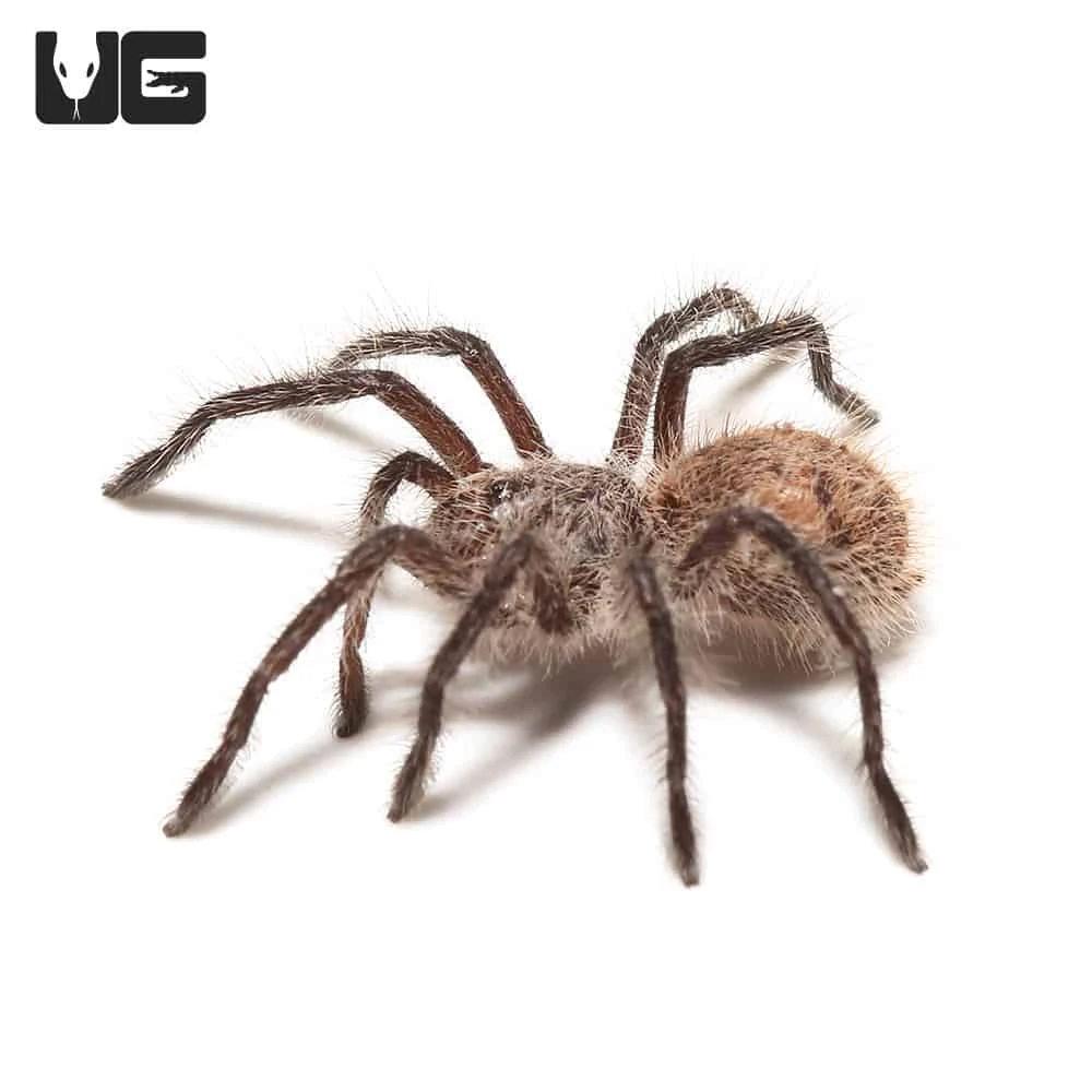 Chilean Copper Tarantula (.25-.5″) - Image 2