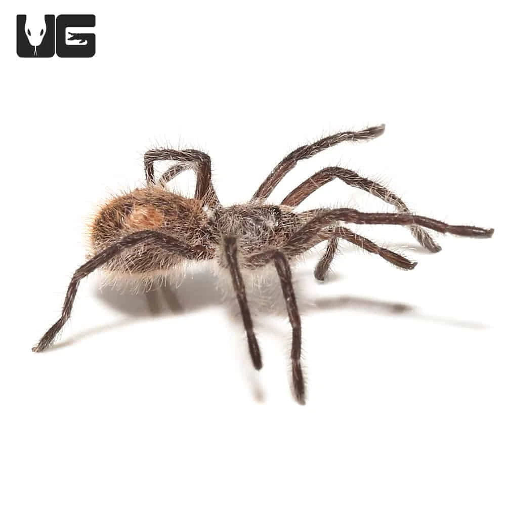 Chilean Copper Tarantula (.25-.5″) - Image 3