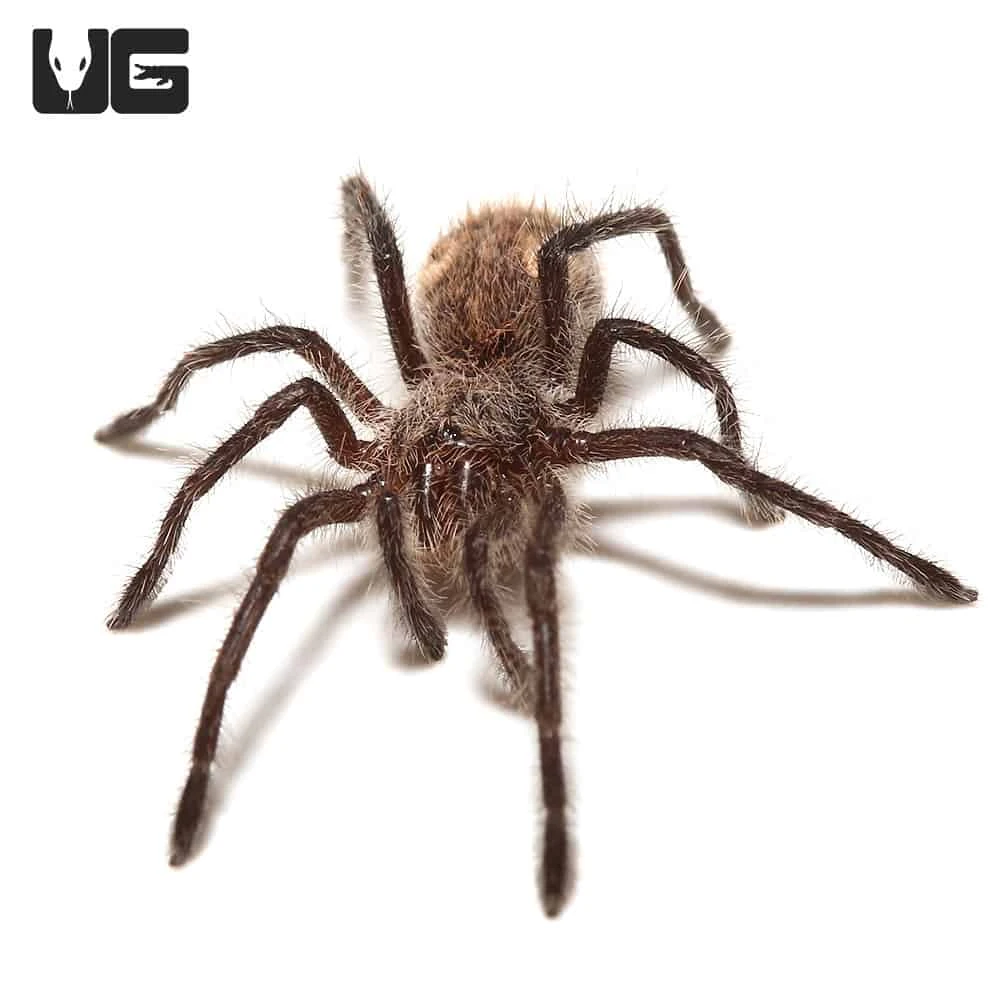 Chilean Copper Tarantula (.25-.5″) - Image 4