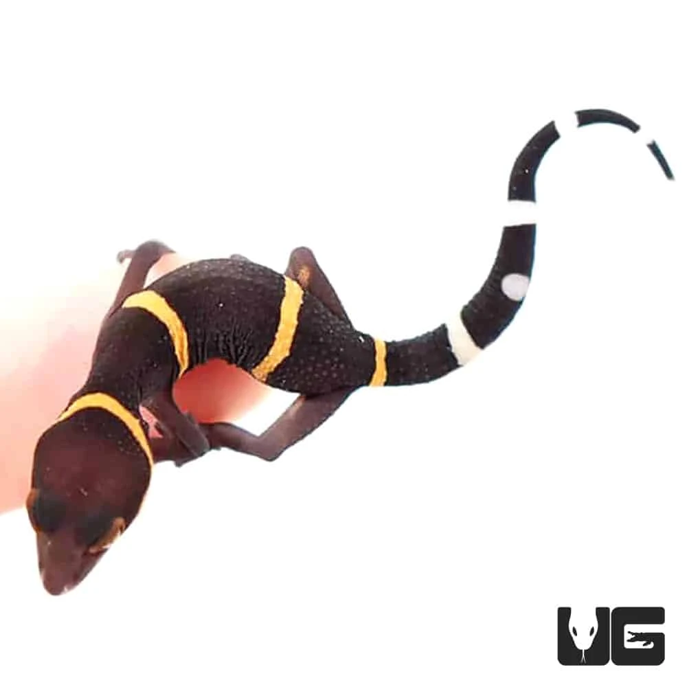 Baby Chinese Cave Gecko - Image 2