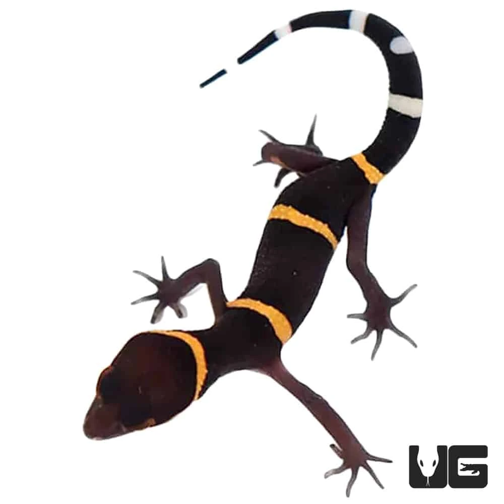 Baby Chinese Cave Gecko - Image 4