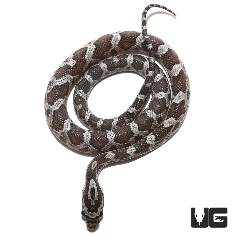 C.B. Baby Cinder Cornsnake - Image 4