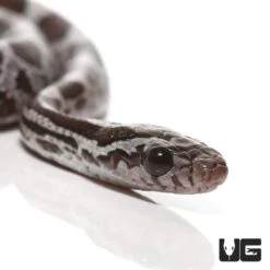 C.B. Baby Cinder Cornsnake
