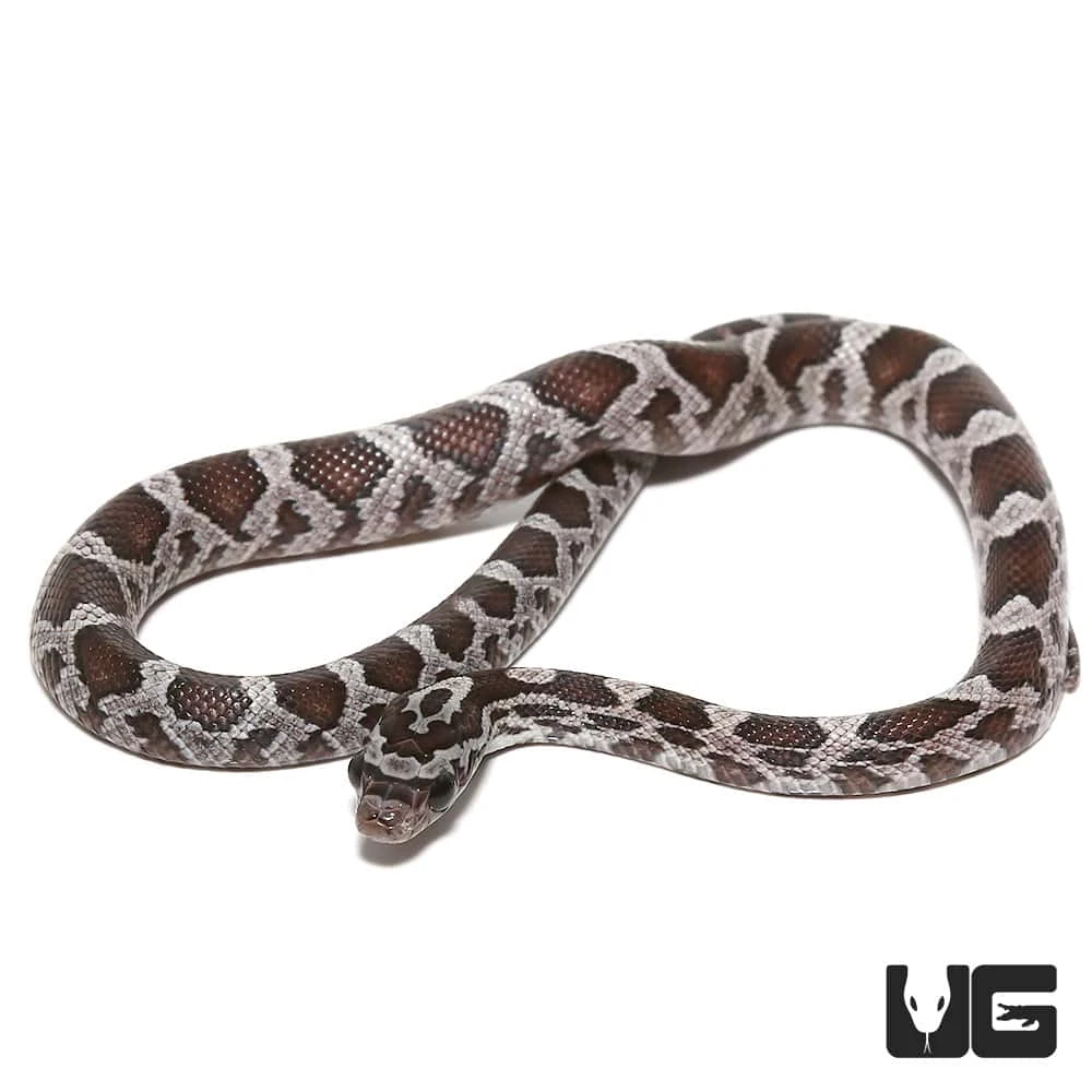 C.B. Baby Cinder Cornsnake - Image 3