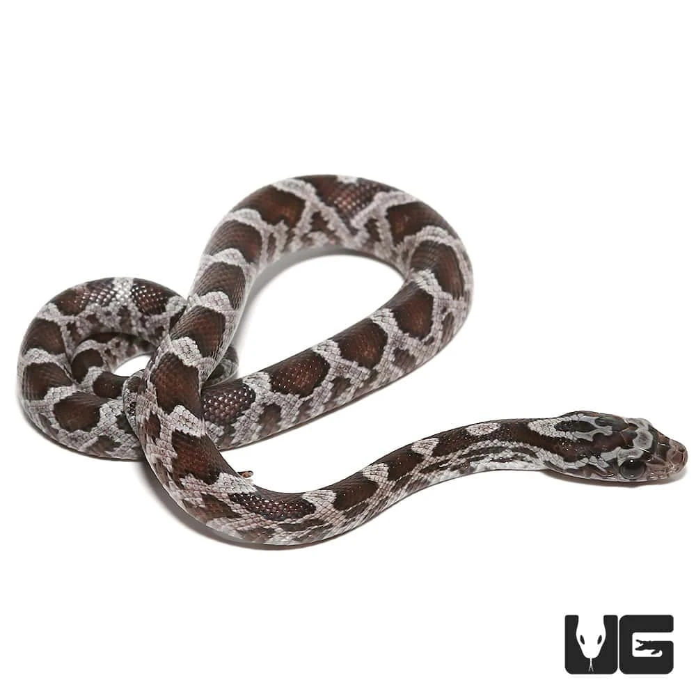C.B. Baby Cinder Cornsnake - Image 2