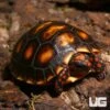 Baby Cherry Head Redfoot Tortoise