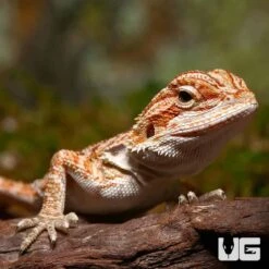 Baby Classic Tiger Bearded Dragon