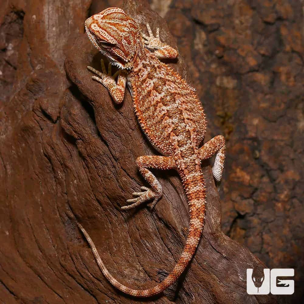 Baby Classic Tiger Bearded Dragon - Image 2