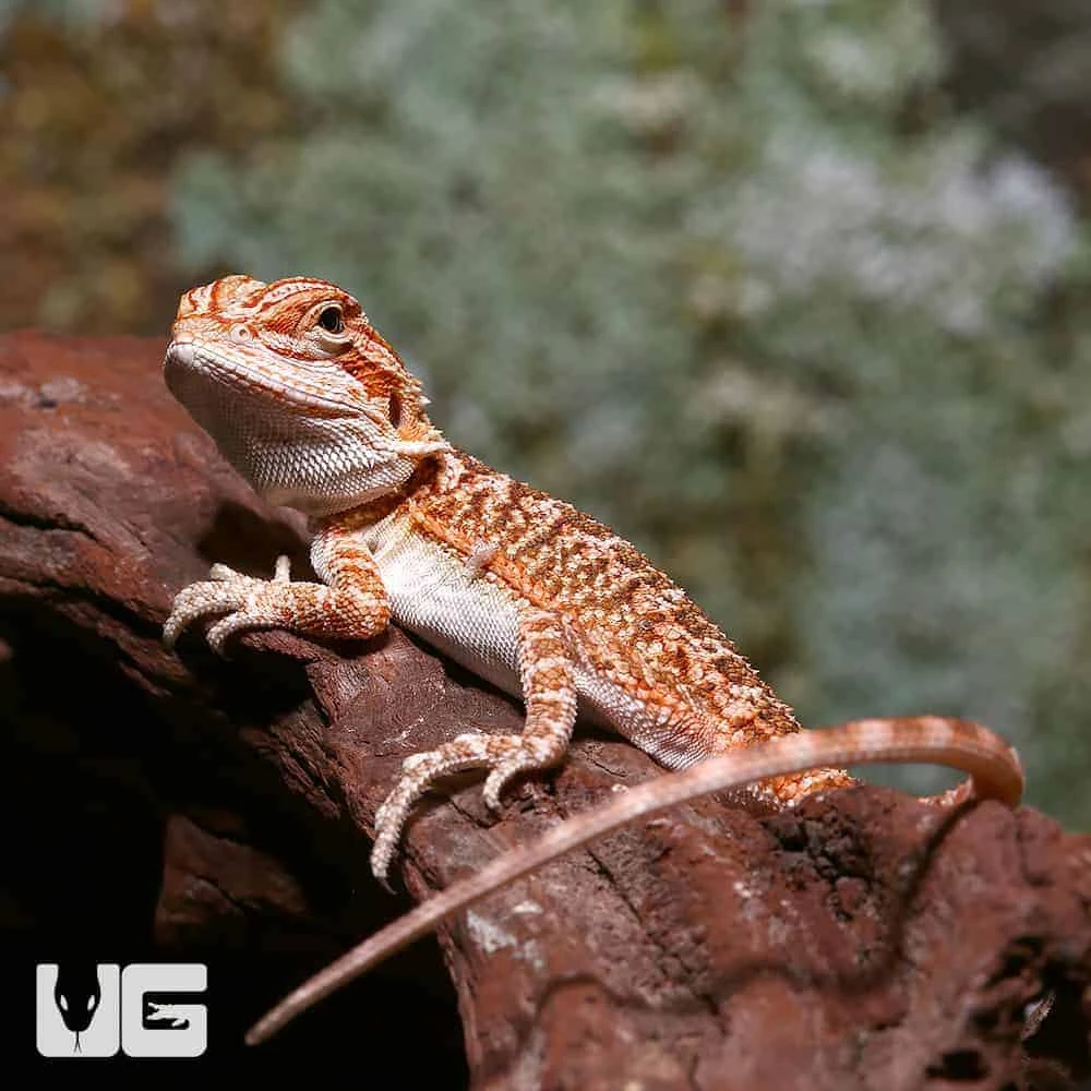 Baby Classic Tiger Bearded Dragon - Image 3