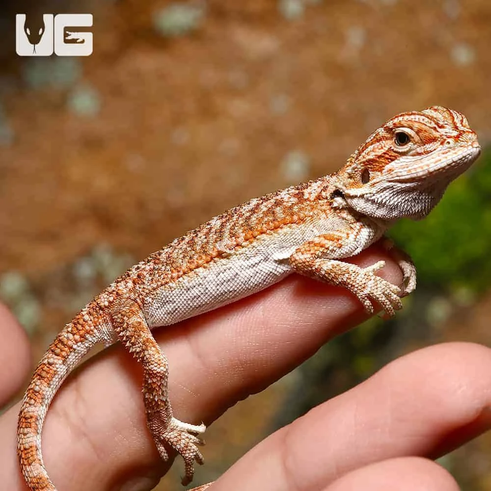 Baby Classic Tiger Bearded Dragon - Image 4
