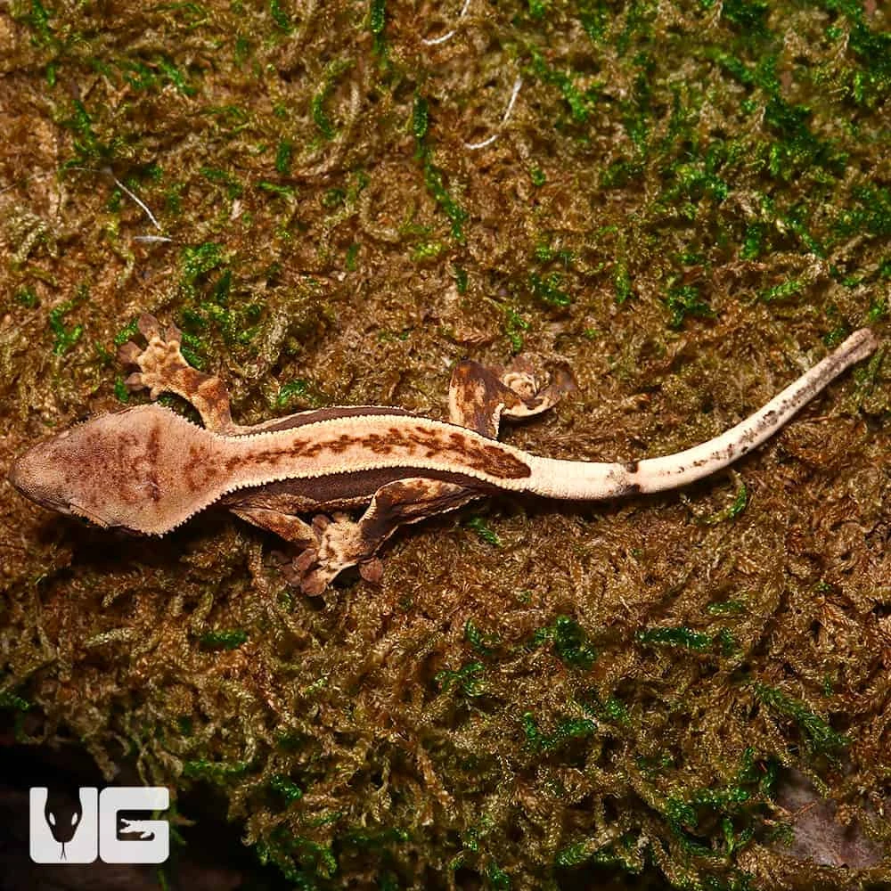 Baby Cream On Dark Pinstripe Whitewall Crested Gecko #1 - Image 2