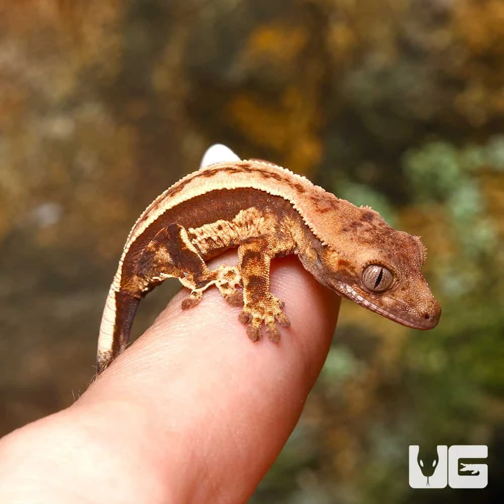 Baby Cream On Dark Pinstripe Whitewall Crested Gecko #1 - Image 4
