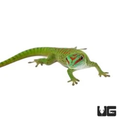 Baby Crimson Giant Day Gecko