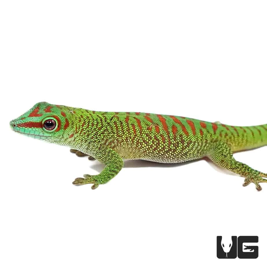 Baby Crimson Giant Day Gecko - Image 2