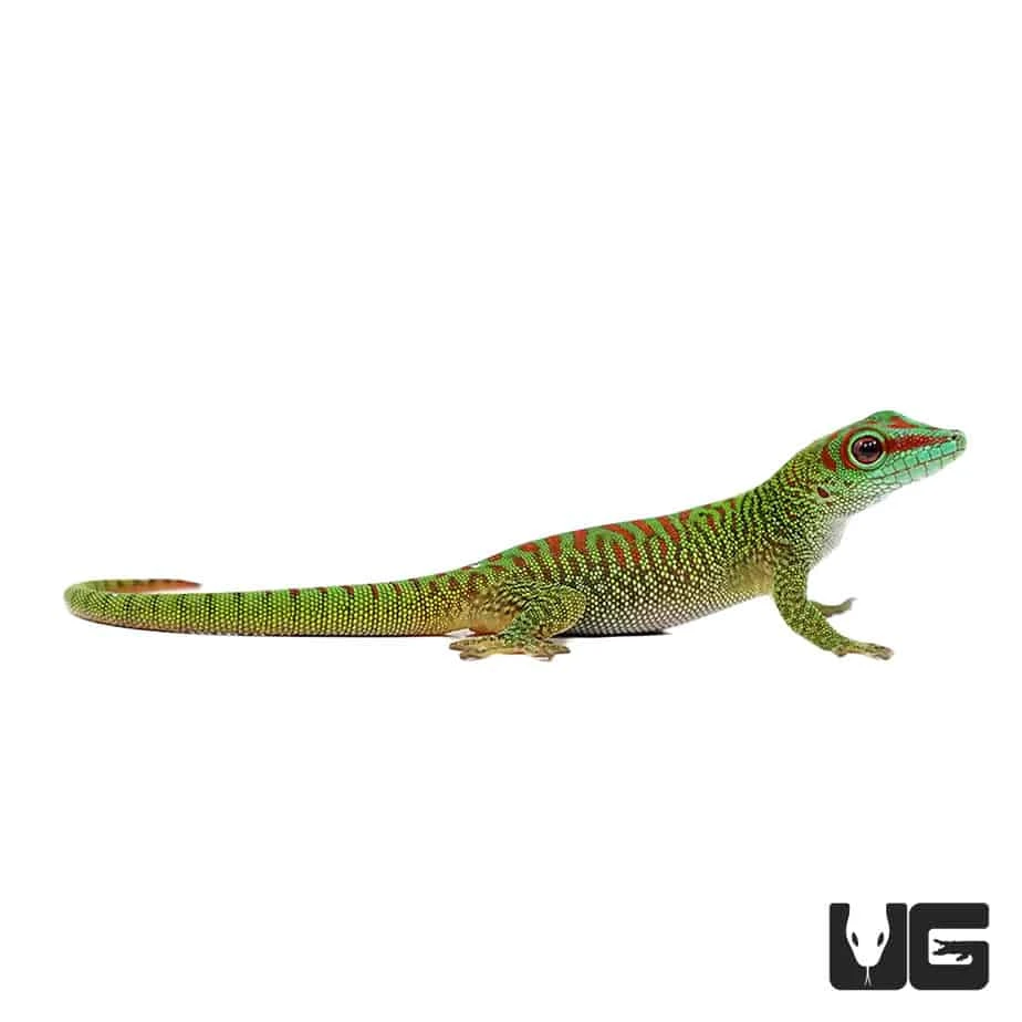 Baby Crimson Giant Day Gecko - Image 3