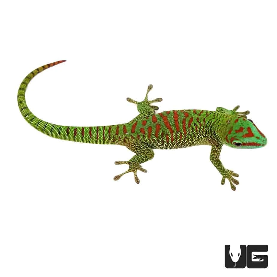 Baby Crimson Giant Day Gecko - Image 4