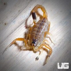 Baby Deathstalker Scorpion