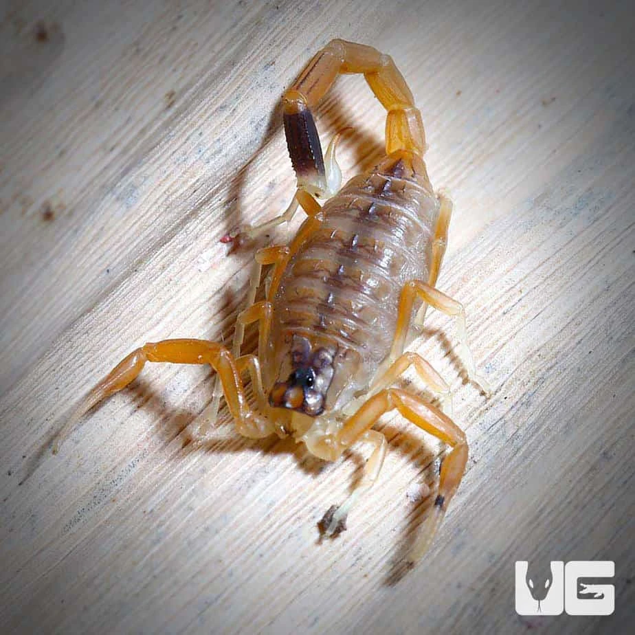Baby Deathstalker Scorpion