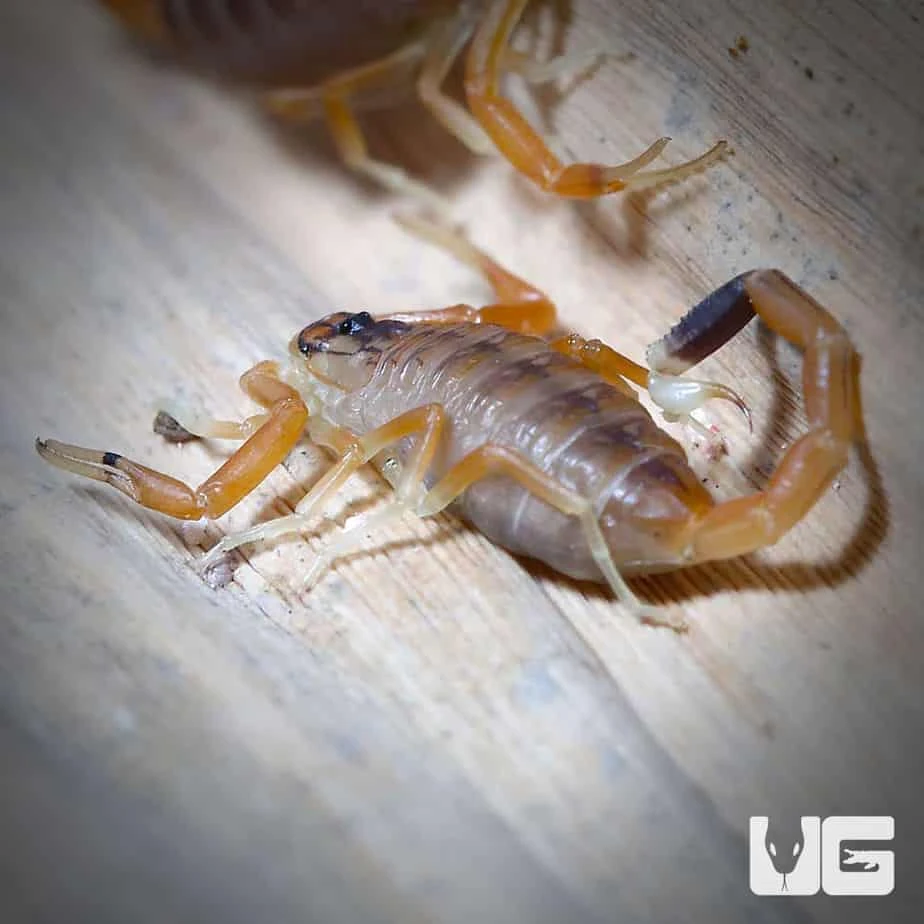 Baby Deathstalker Scorpion - Image 2