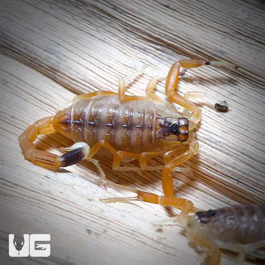 Baby Deathstalker Scorpion - Image 3