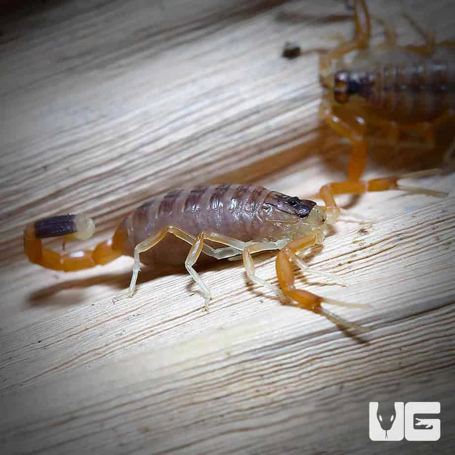 Baby Deathstalker Scorpion - Image 4