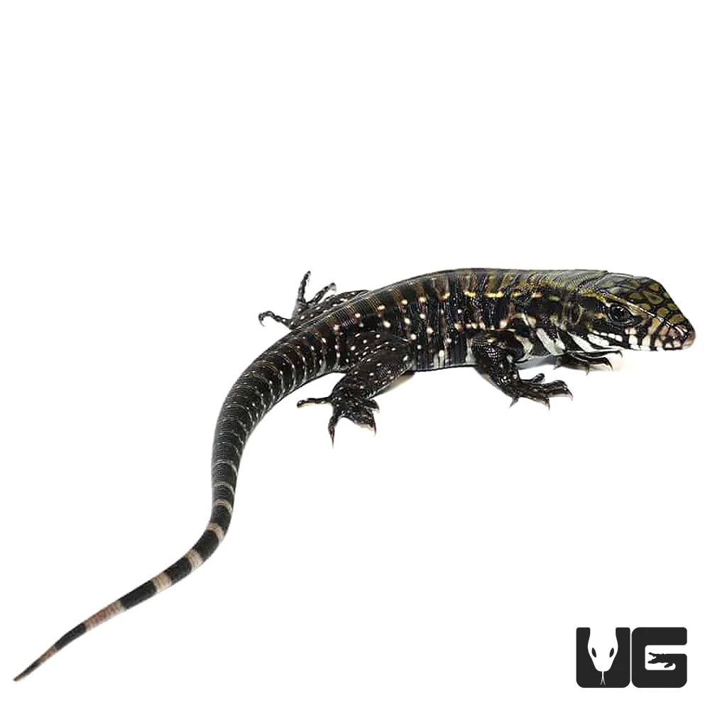 Baby Deep Purple Tegu - Image 3