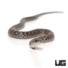 Baby Egyptian Diced Water Snake