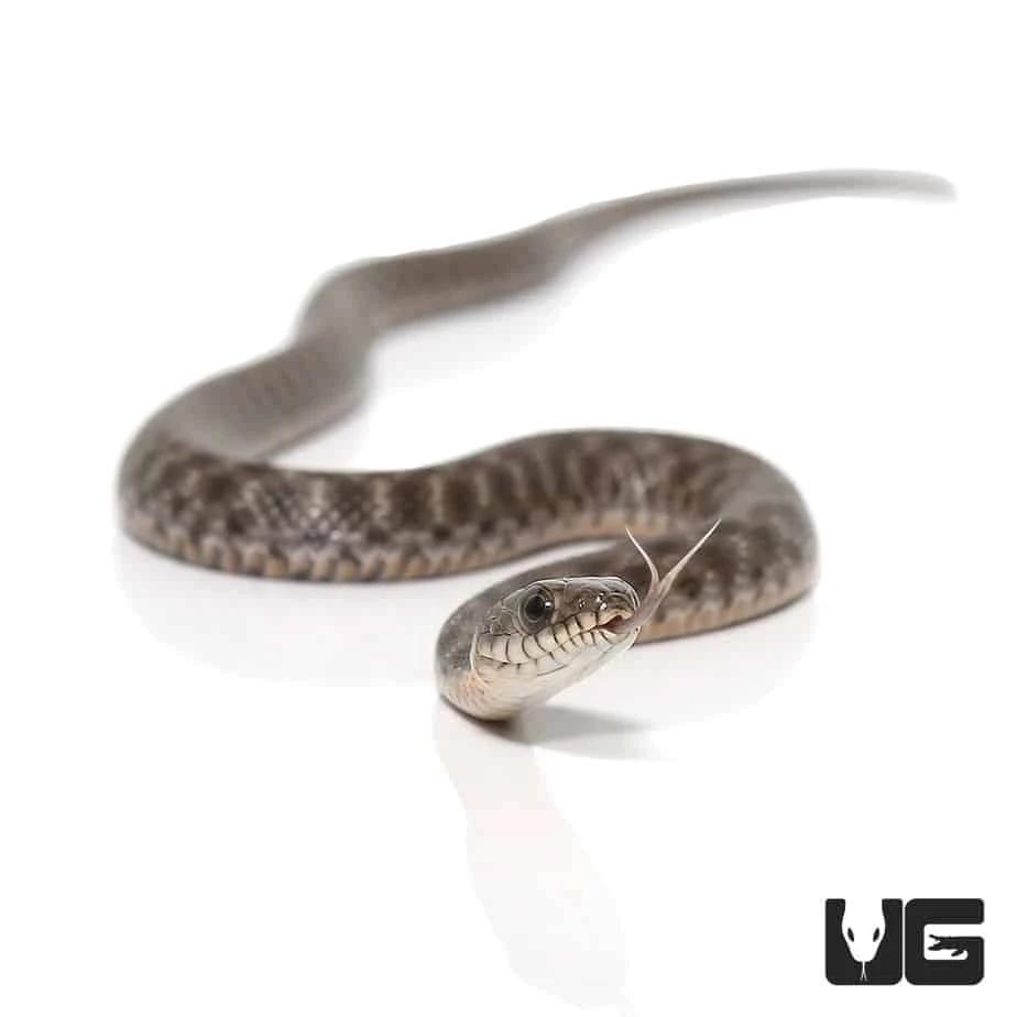 Baby Egyptian Diced Water Snake