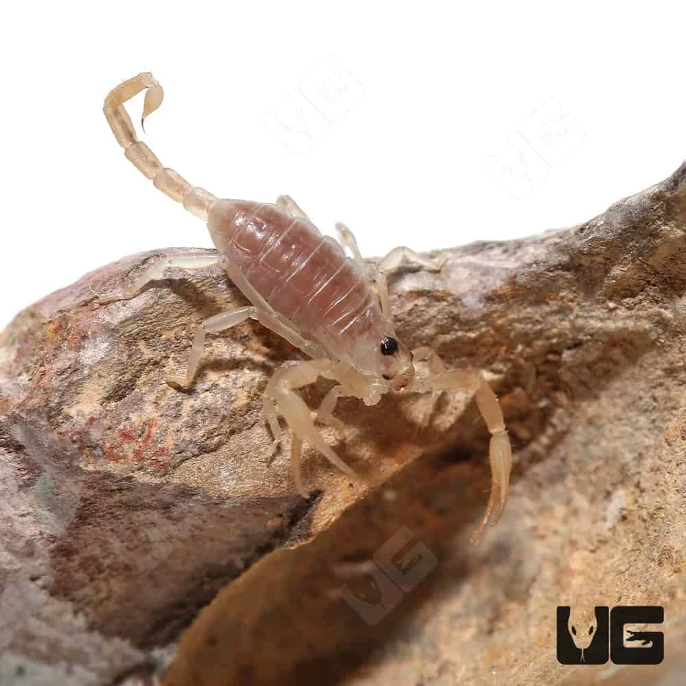 Baby Dune Scorpion - Image 2