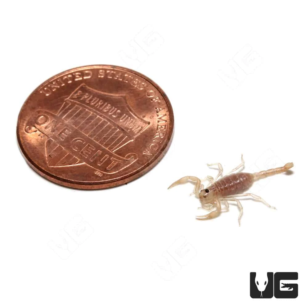 Baby Dune Scorpion - Image 4
