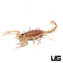 Baby Dune Scorpion
