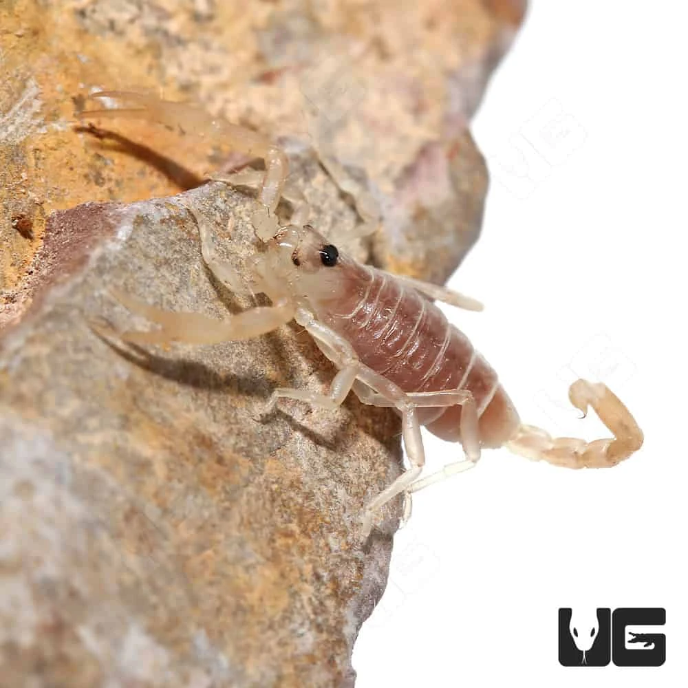 Baby Dune Scorpion - Image 3
