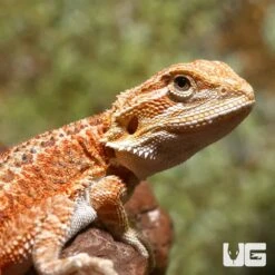 Hypo Dunner Bearded Dragon