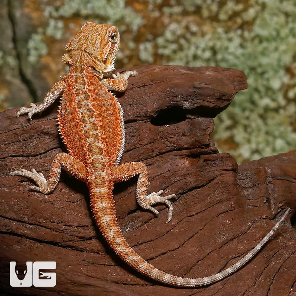 Hypo Dunner Bearded Dragon - Image 2