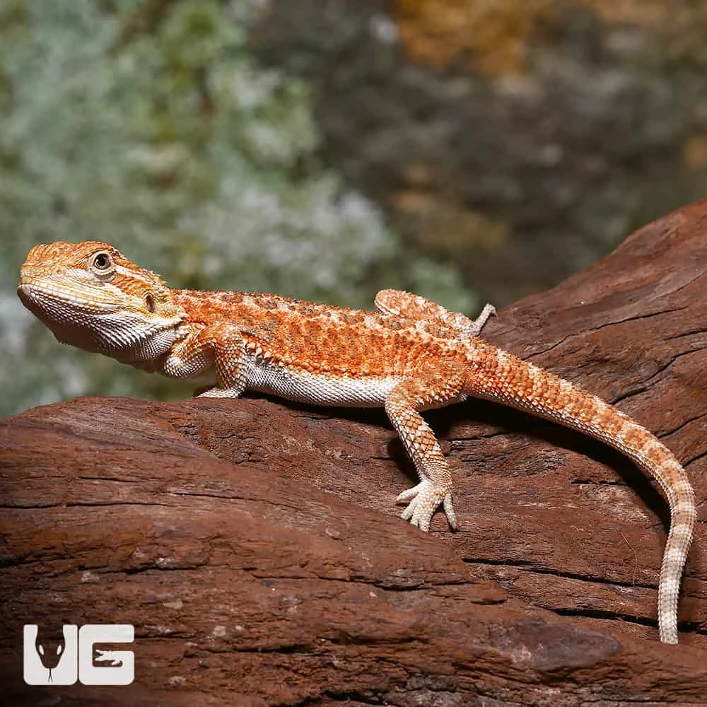 Hypo Dunner Bearded Dragon - Image 3