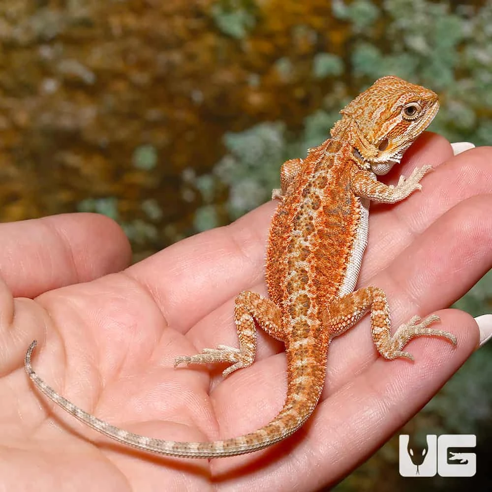 Hypo Dunner Bearded Dragon - Image 4