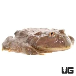 Baby Dwarf Budgett’s Frog