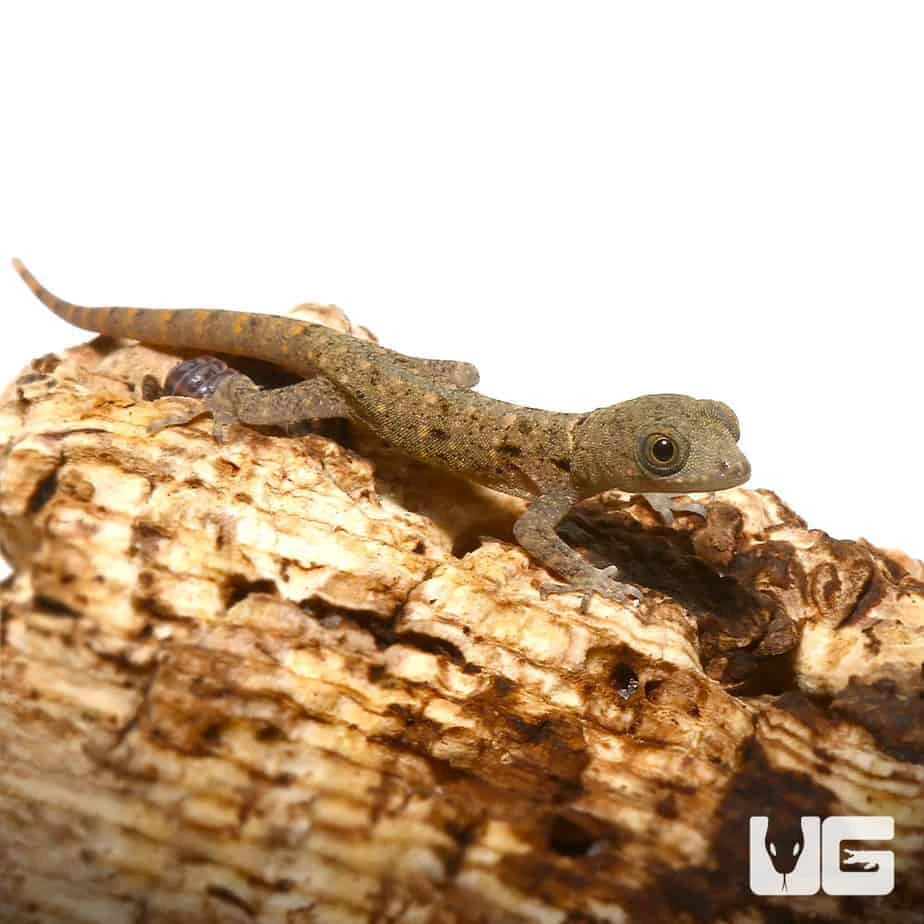 C.B. Baby Yellow Headed Dwarf Gecko