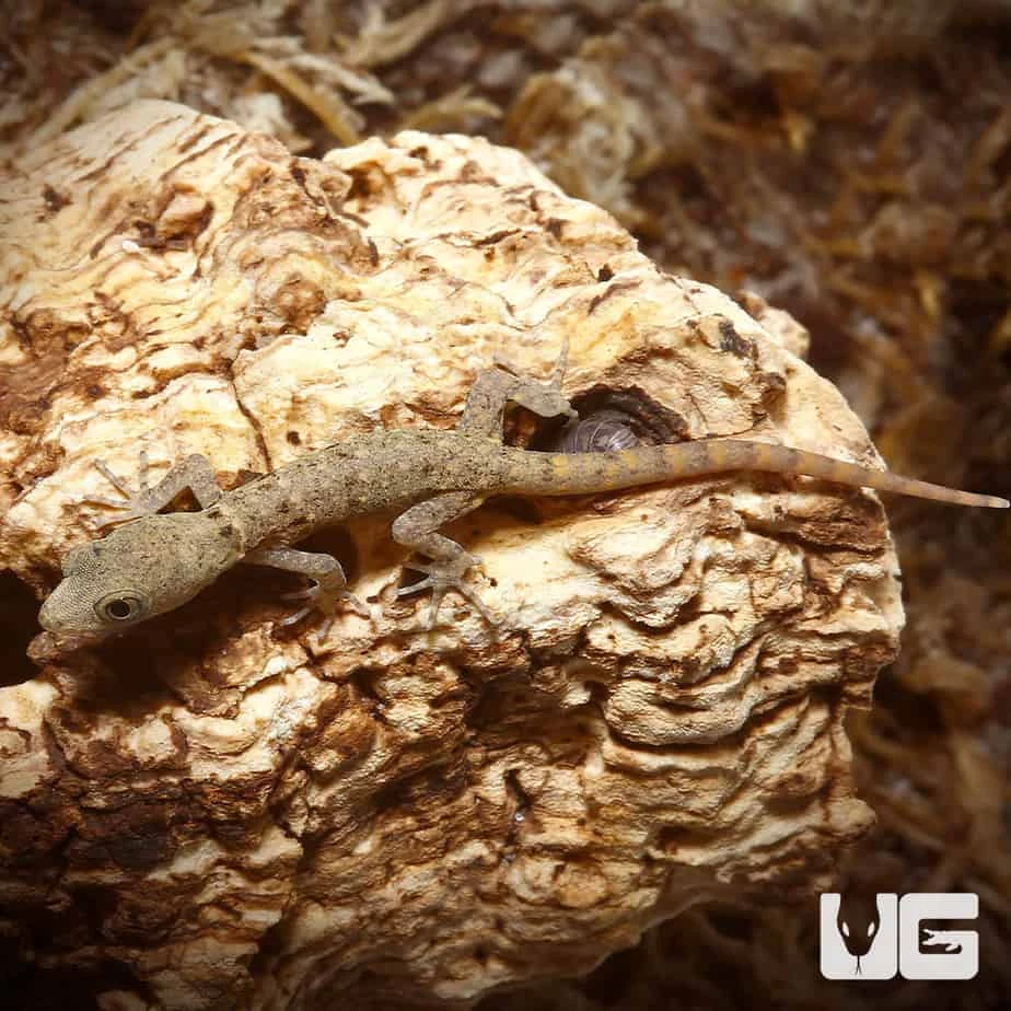 C.B. Baby Yellow Headed Dwarf Gecko - Image 2