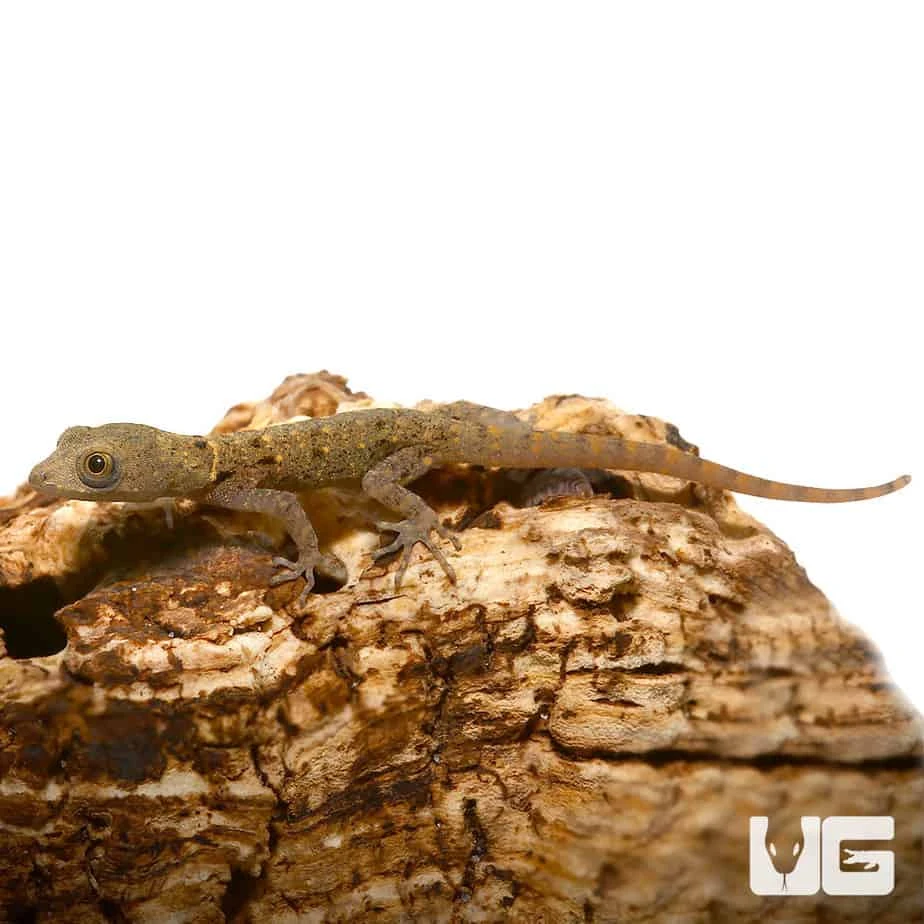 C.B. Baby Yellow Headed Dwarf Gecko - Image 3