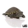 Baby Eastern Mud Turtle