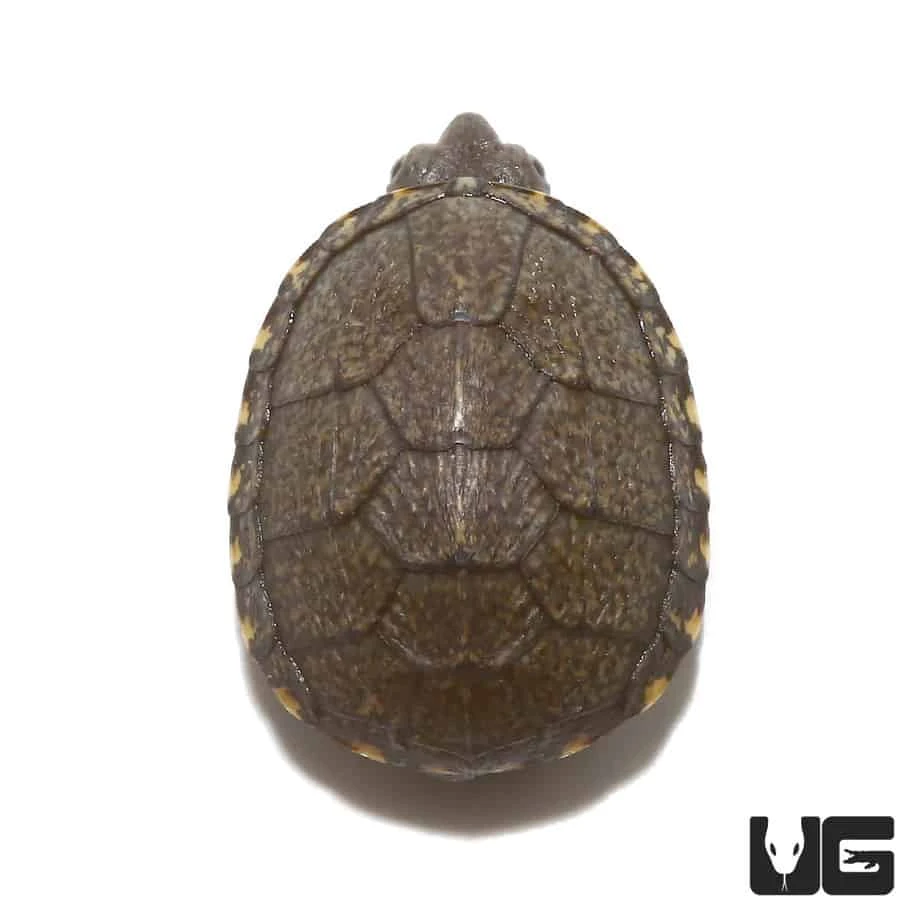 Baby Eastern Mud Turtle - Image 3