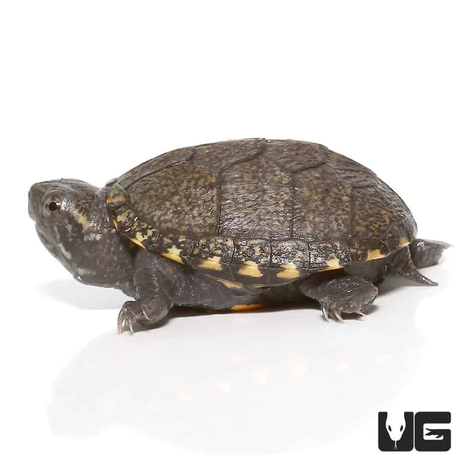 Baby Eastern Mud Turtle - Image 4