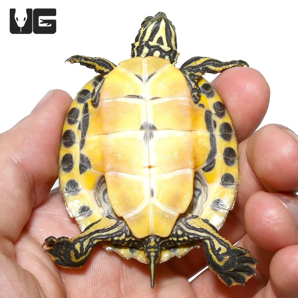 Baby Eastern River Cooter Turtle - Image 3