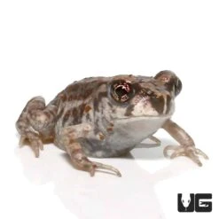 Eastern Spadefoot Toad