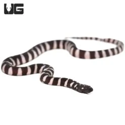 Baby Marine File Snake