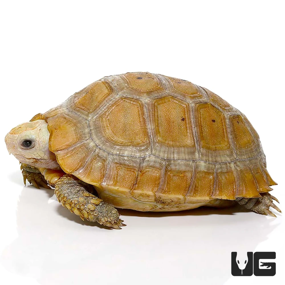 Baby Elongated Tortoise - Image 2